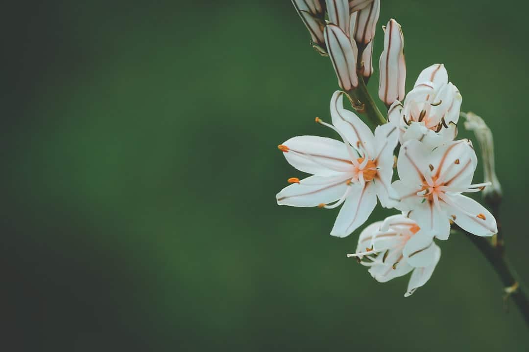 découvrez bess flowers, votre expert en fleurs fraîches et bouquets sur mesure. offrez une touche de couleur à vos événements grâce à nos créations florales uniques et élégantes, idéales pour toutes les occasions.