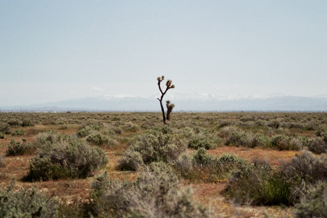 découvrez king mojave, une aventure palpitante à travers les paysages désertiques majestueux du mojave. explorez des récits fascinants, des personnages captivants et une immersion totale dans l'univers unique de cette région emblématique.